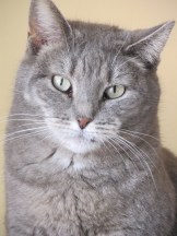 Adult Cat