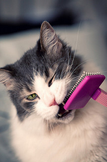 cat biting fur brush