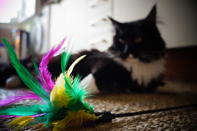 cat feather toy
