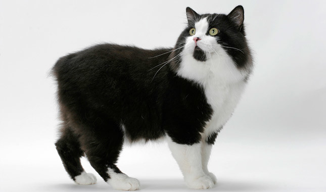 cymric cat